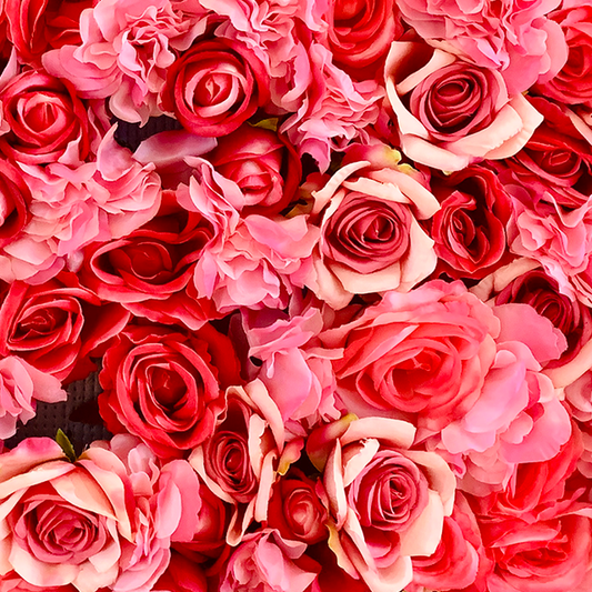 Why we love roses